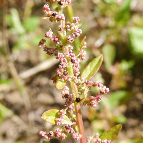 Manyseed goosefoot (Lipandra polysperma)