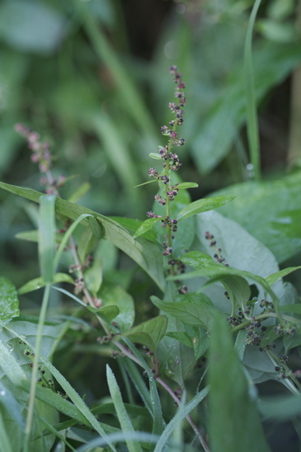 Manyseed goosefoot (Lipandra polysperma)