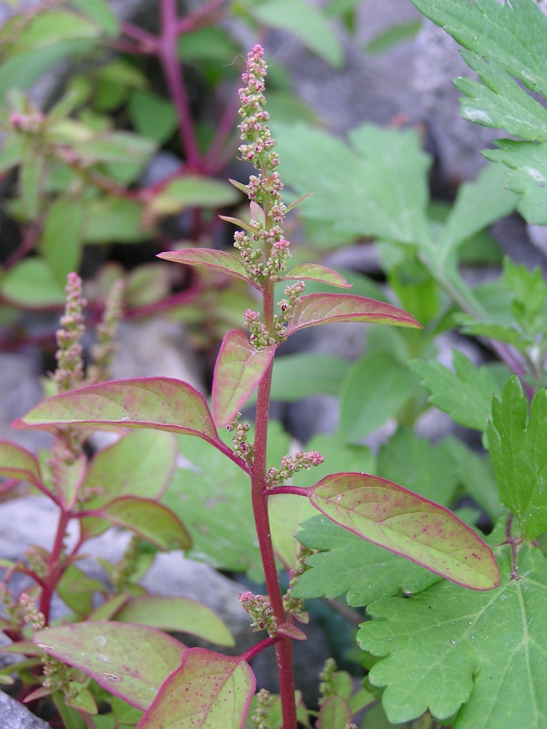 Manyseed goosefoot: Chenopodium polyspermum am Bonner Rheinufer.