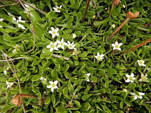 Liparophyllum gunnii: Liparophyllum gunnii