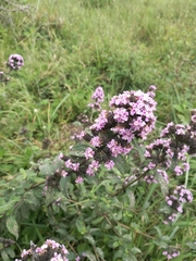Lippia abyssinica (Lippia abyssinica)