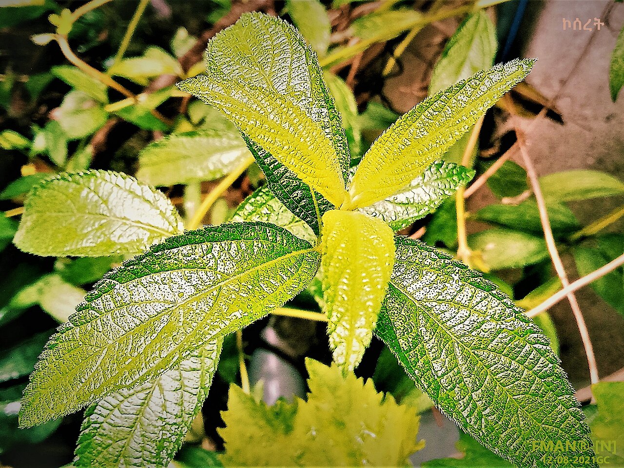 Lippia abyssinica: Lippia abyssinica (ኮሰረት) Origin in Ethiopia used as spice on making traditional recipe