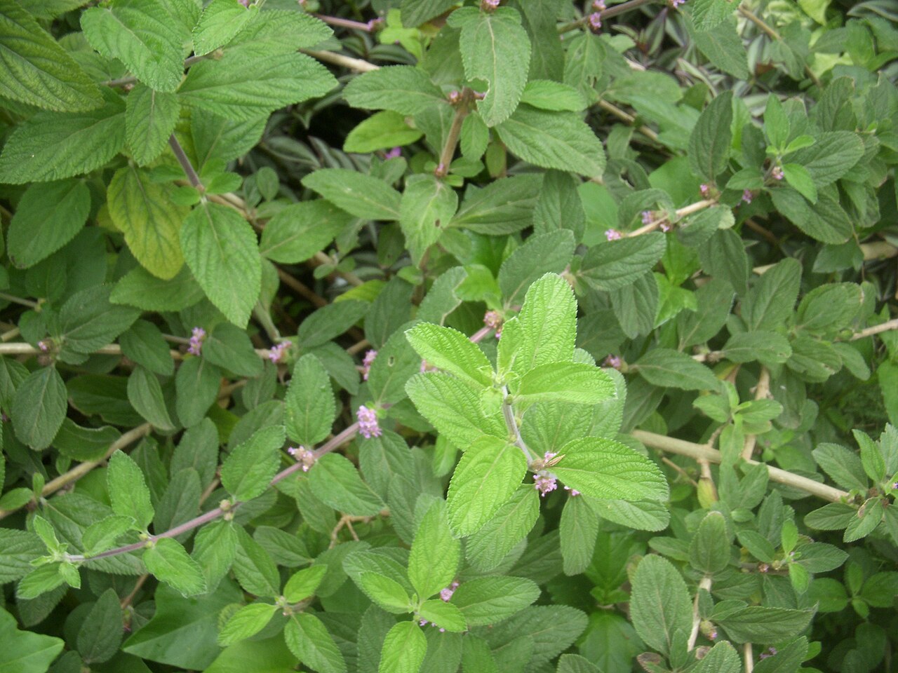Bushy lippia: Lippia alba leaves