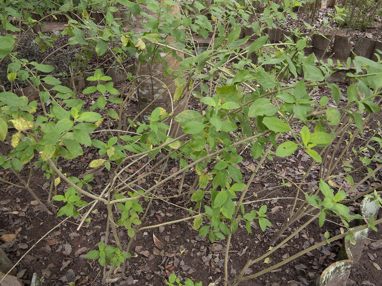 Bushy lippia: Planta arbustiva perenne de un olor aromático. Sus hojas se usan tradicionalmente en infusión como sedante gastrointestinal así como antiespasmódico para cólico