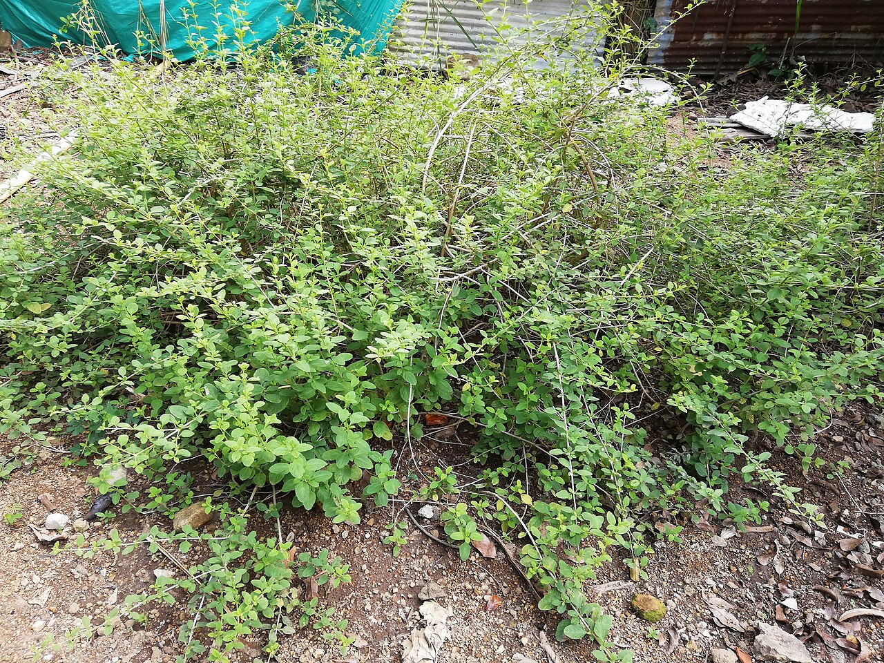 Bushy lippia: Lippia alba en zonas rurales de Ibagué, Tolima, Colombia.