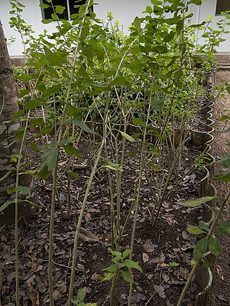 Bushy lippia: Planta arbustiva perenne de un olor aromático. Sus hojas se usan tradicionalmente en infusión como sedante gastrointestinal así como antiespasmódico para cólico