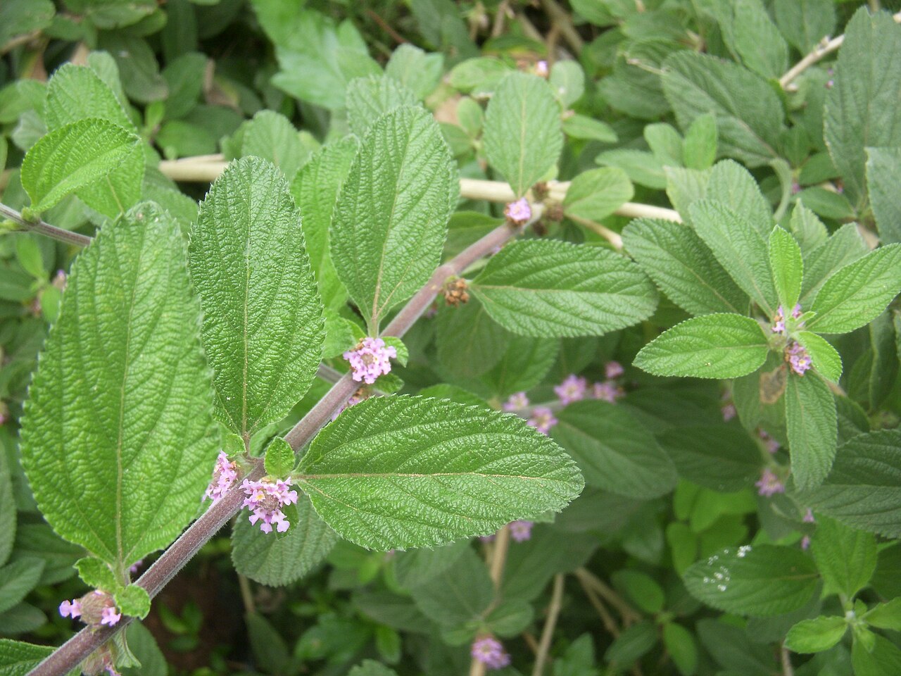 Bushy lippia: Lippia alba flower