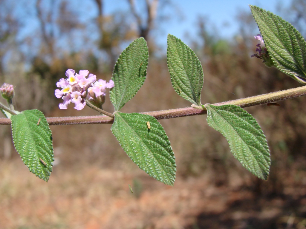 Bushy lippia: Lippia alba (Mill.) N.E.Br. - VERBENACEAE - Jardim Botânico de Brasília - Distrito Federal - Brasil.
