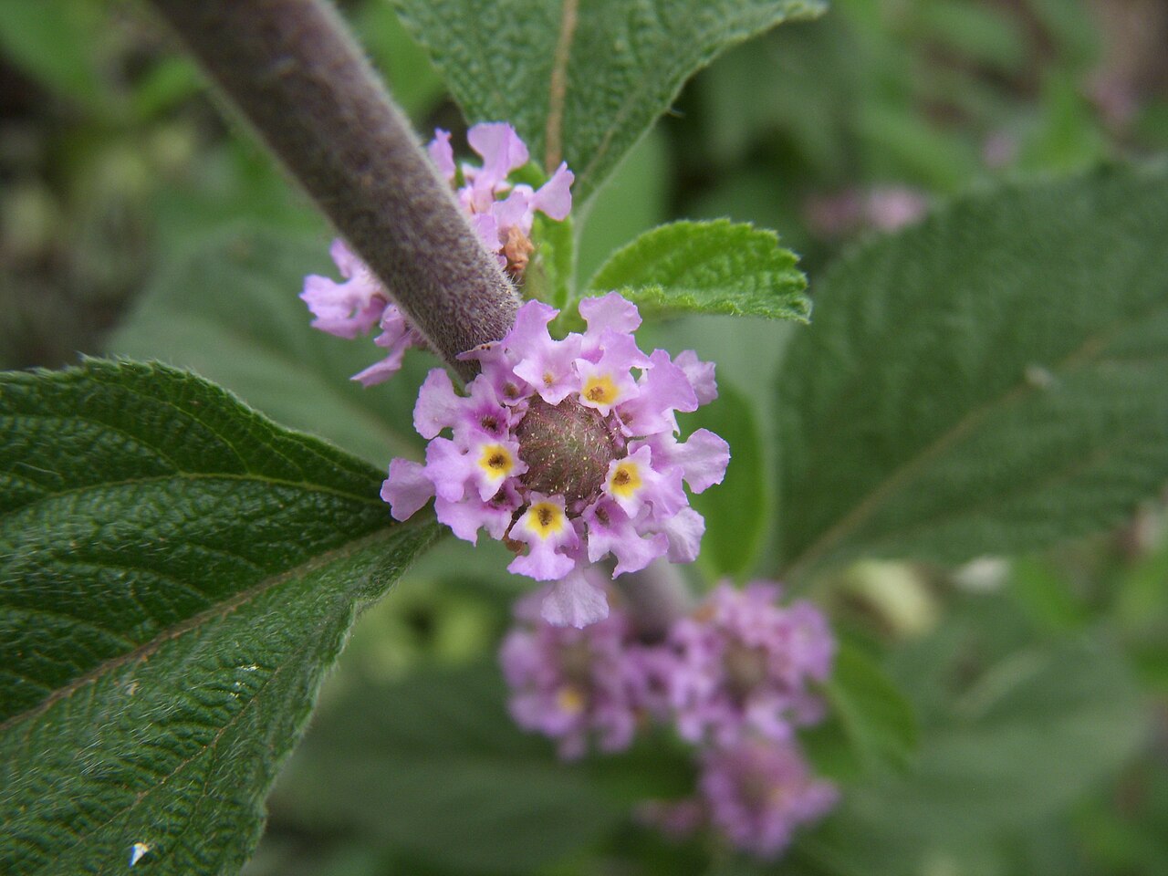 Bushy lippia: Lippia alba flower