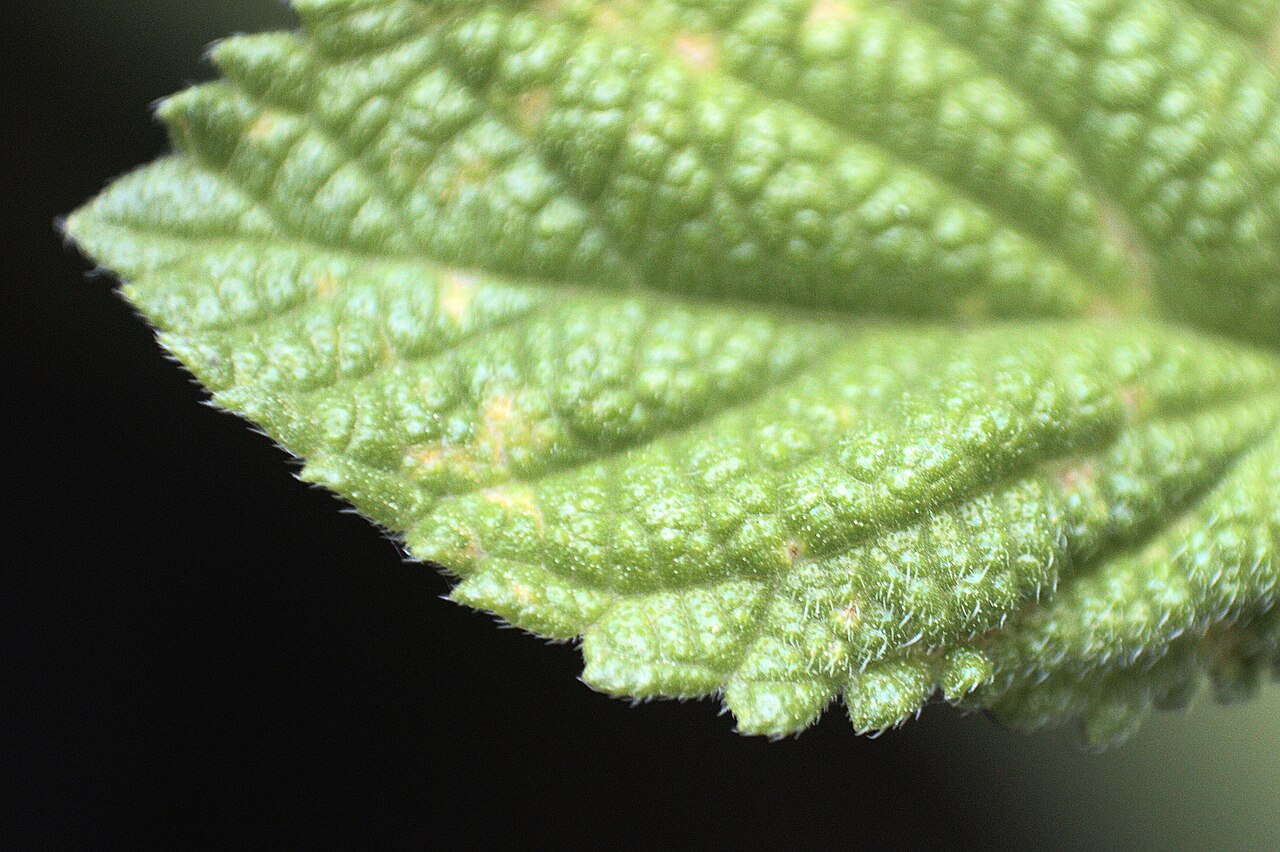 Bushy lippia: Lippia alba leaf