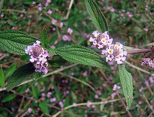 Bushy lippia: A neotropical species known as Bushy Lippia or Hierba Negra. Used as both a condiment and a migraine aid. Photo from garden near San Luis, Costa Rica. In contex