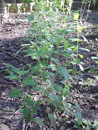 Bushy lippia: Planta arbustiva perenne de un olor aromático. Sus hojas se usan tradicionalmente en infusión como sedante gastrointestinal así como antiespasmódico para cólico