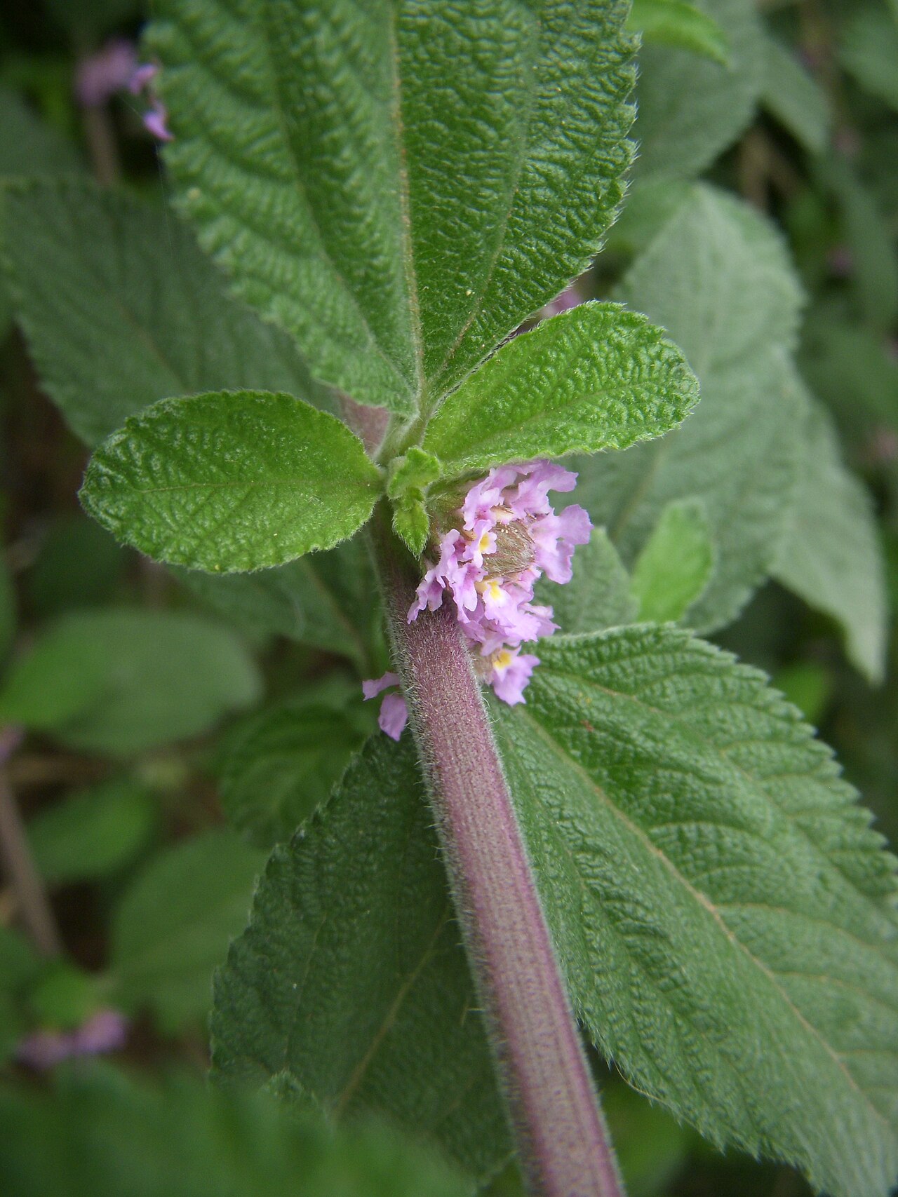 Bushy lippia: Lippia alba flower
