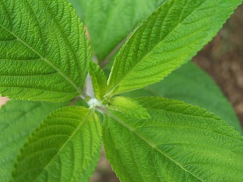 Bushy lippia: Planta arbustiva perenne de un olor aromático. Sus hojas se usan tradicionalmente en infusión como sedante gastrointestinal así como antiespasmódico para cólico