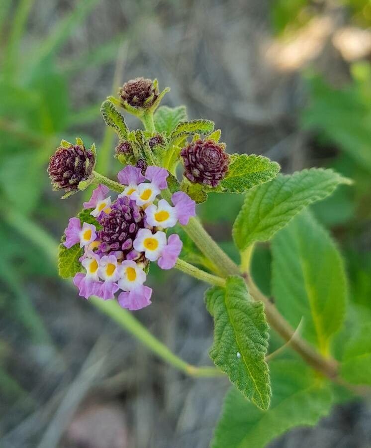 Lippia brachypoda (Lippia brachypoda)