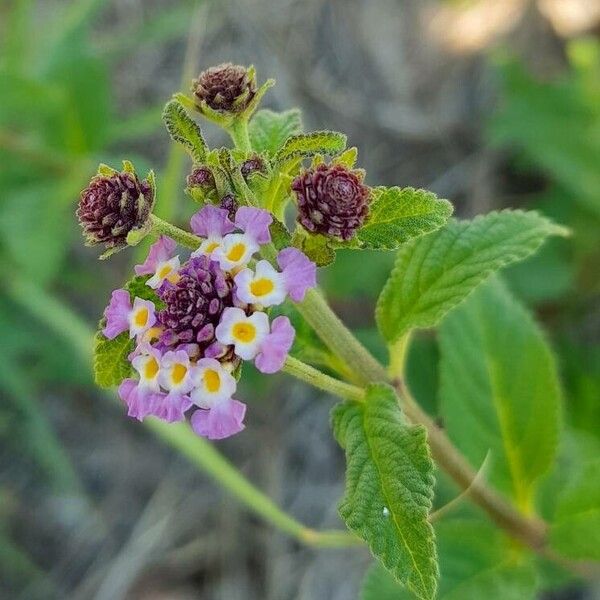 Lippia brachypoda (Lippia brachypoda)