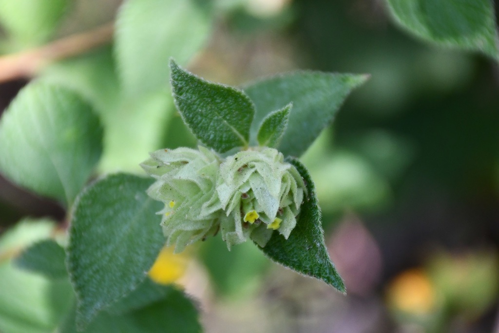 Lippia bracteosa (Lippia bracteosa)