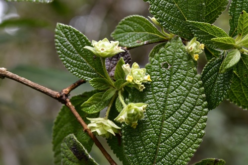 Lippia bracteosa (Lippia bracteosa)