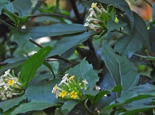 Lippia brasiliensis (Lippia brasiliensis)