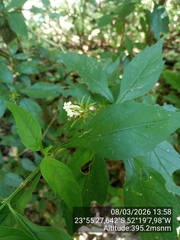 Lippia brasiliensis (Lippia brasiliensis)