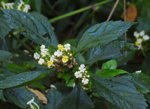 Lippia brasiliensis (Lippia brasiliensis)
