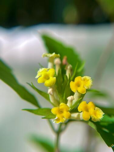 Lippia brasiliensis (Lippia brasiliensis)