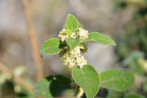Lippia chiapasensis (Lippia chiapasensis)