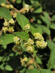 Lippia chiapasensis (Lippia chiapasensis)