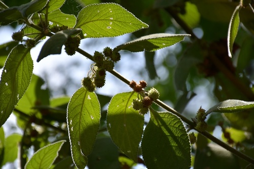 Lippia chiapasensis (Lippia chiapasensis)