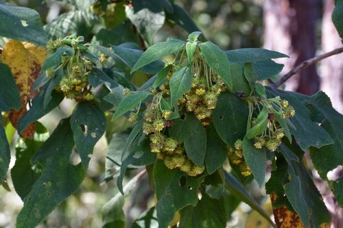Lippia chiapasensis (Lippia chiapasensis)