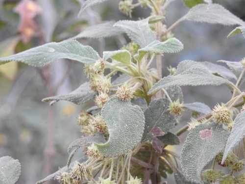 Lippia chiapasensis (Lippia chiapasensis)