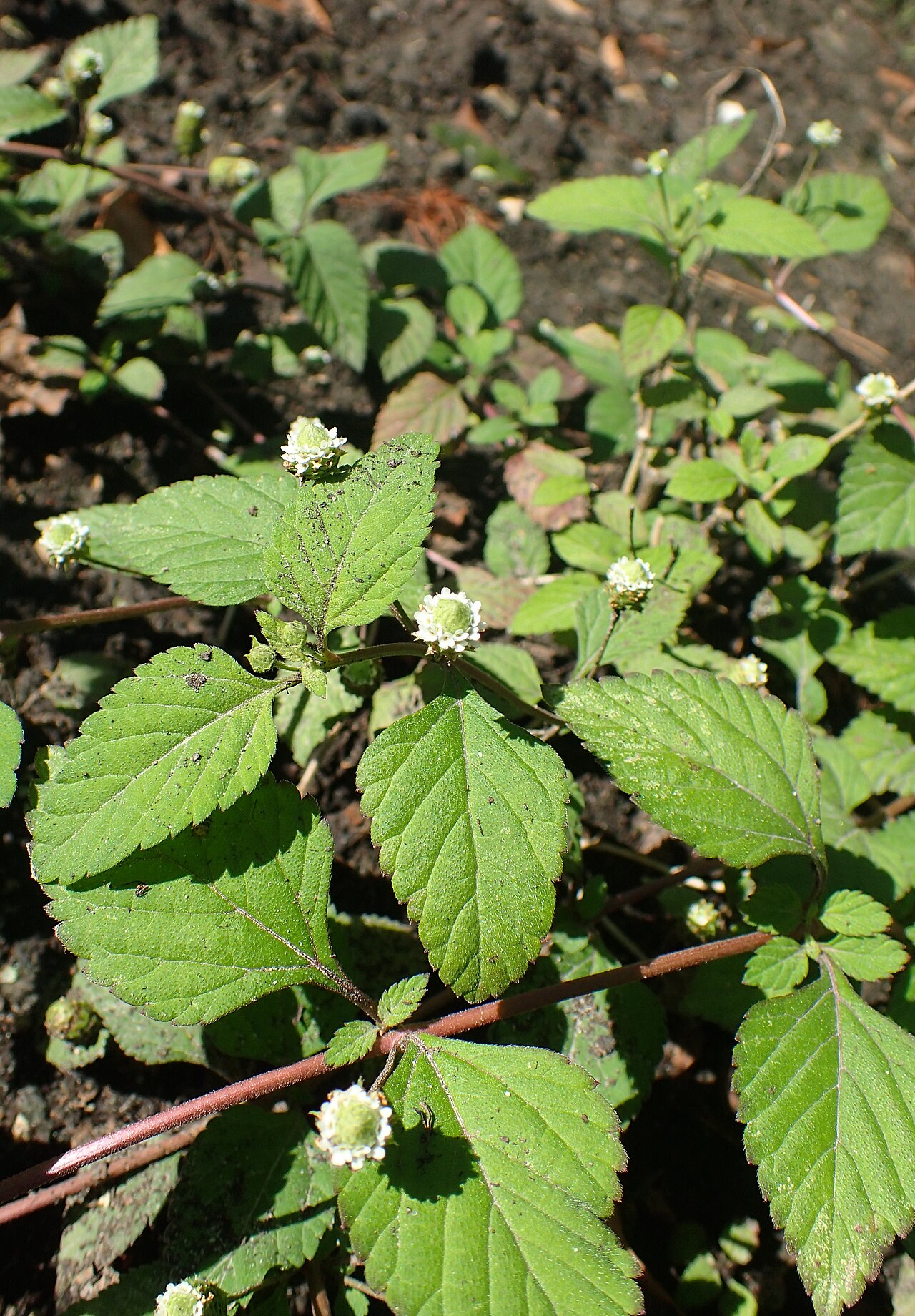 Lippia dulcis: Phyla scaberrima in Warsaw University Botanical Garden