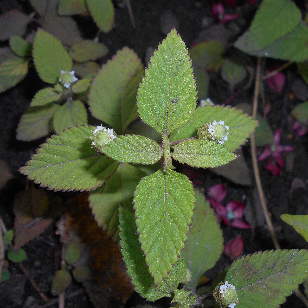 Lippia dulcis: Lippia słodka ( Lippia dulcis ), Ogród Botaniczny Uniwersytetu Wrocławskiego.
