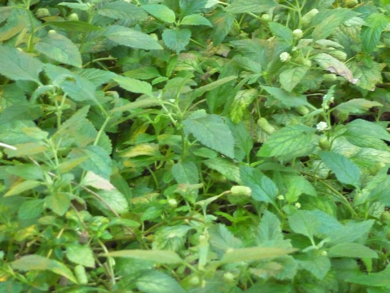 Lippia dulcis: Lippia dulcis growing in the greenhouse of the Deutsches Institut für tropische und subtropische Landwirtschaft, Witzenhausen, Germany