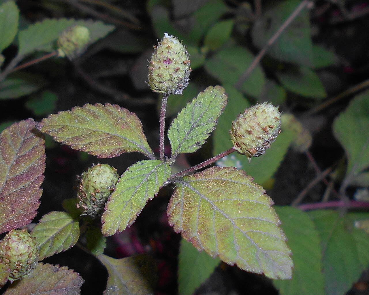 Lippia dulcis: Lippia słodka ( Lippia dulcis ), Ogród Botaniczny Uniwersytetu Wrocławskiego.
