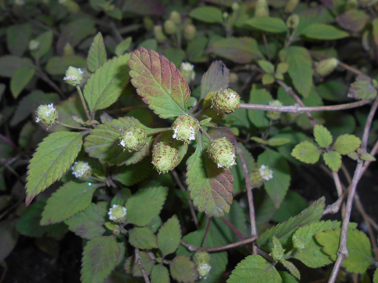 Lippia dulcis: Lippia słodka ( Lippia dulcis ), Ogród Botaniczny Uniwersytetu Wrocławskiego.