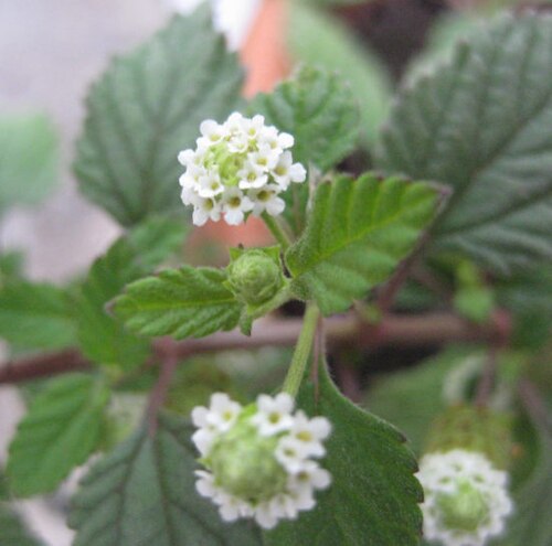 Lippia dulcis: Picture of blooming Phyla dulcis