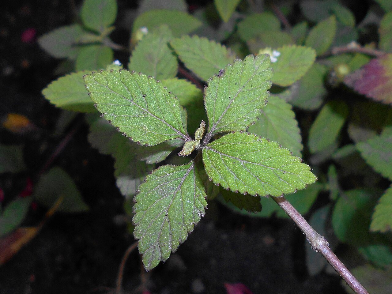 Lippia dulcis: Lippia słodka ( Lippia dulcis ), Ogród Botaniczny Uniwersytetu Wrocławskiego.