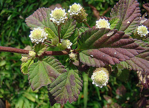 Lippia dulcis: Hierba Dulce is a natural sweetener found in Mesoamerica and the Caribbean. Photo from a garden near San Luis, Costa Rica. In context at www.dixpix.ca/meso_amer