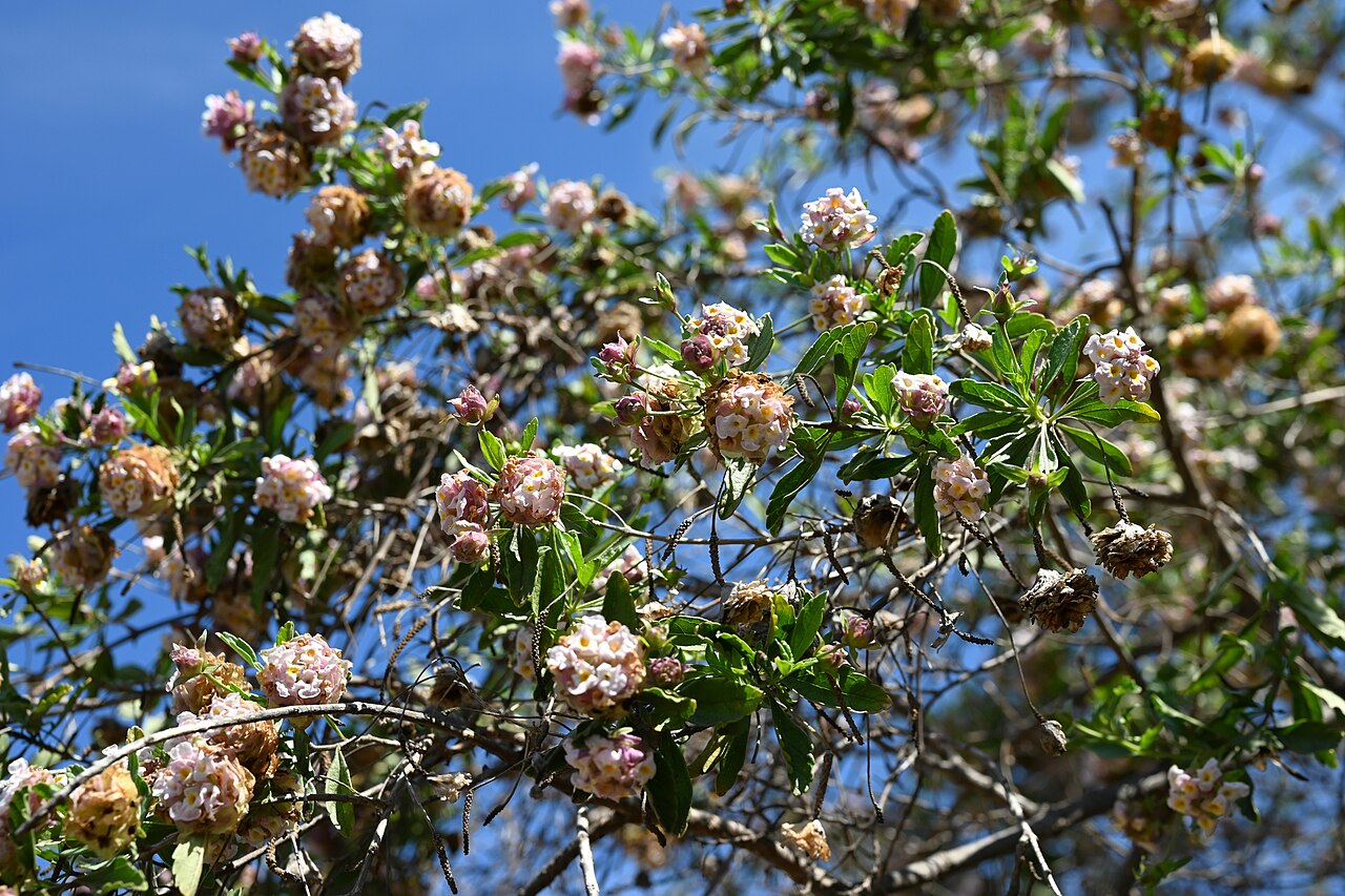 Lippia fastigiata: Lippia fastigiata in the Fullerton Arboretum