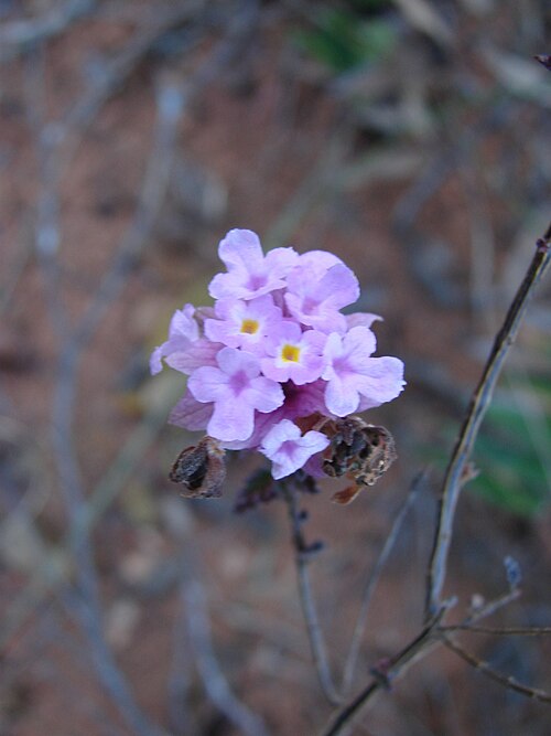 Lippia florida: Lippia florida - VERBENACEAE Parque Nacional do Grande Sertão Veredas - Chapada Gaúcha - Minas Gerais - Brasil.