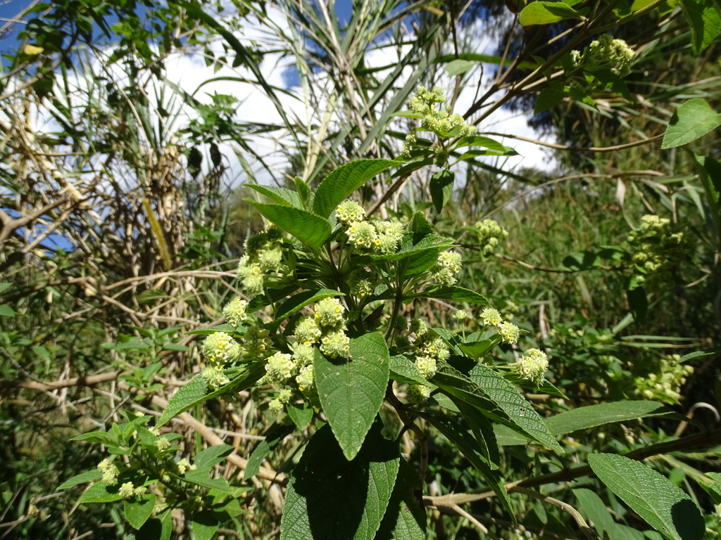 Lippia gentryi (Lippia gentryi)