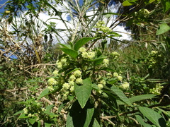 Lippia gentryi (Lippia gentryi)