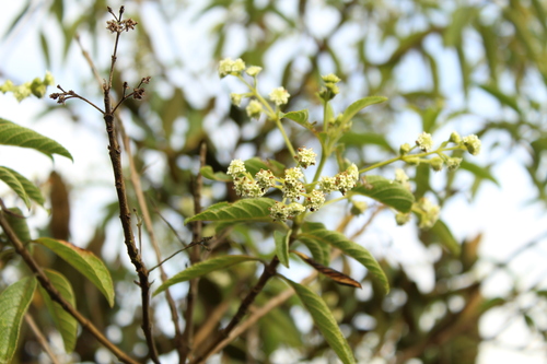 Common hard-leaved pea (Lippia hirsuta)