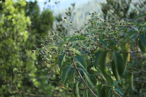 Common hard-leaved pea (Lippia hirsuta)
