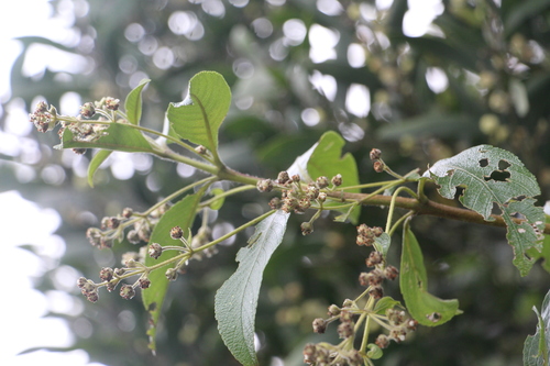 Common hard-leaved pea (Lippia hirsuta)
