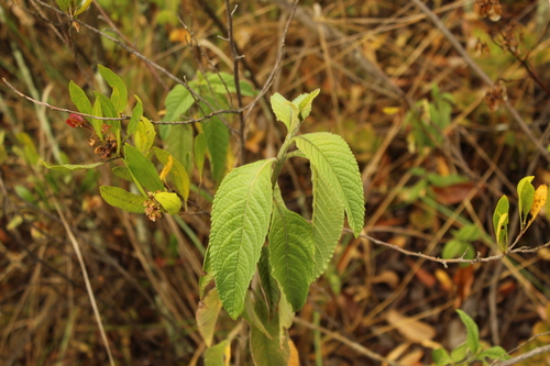 Common hard-leaved pea (Lippia hirsuta)
