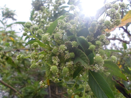 Common hard-leaved pea (Lippia hirsuta)
