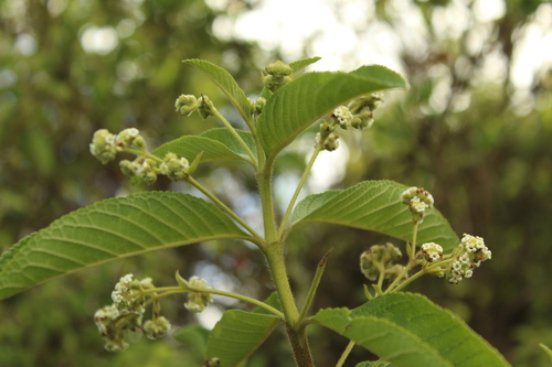 Common hard-leaved pea (Lippia hirsuta)