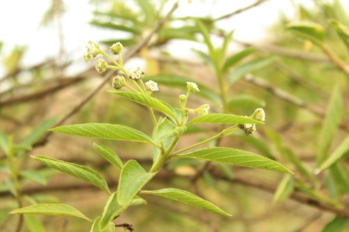 Common hard-leaved pea (Lippia hirsuta)